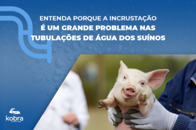 A incrustação nas tubulações de água dos suínos